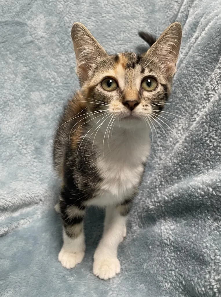 A baby small-sized female Domestic Short Hair cat named Courtney for adoption in Jackson, MI