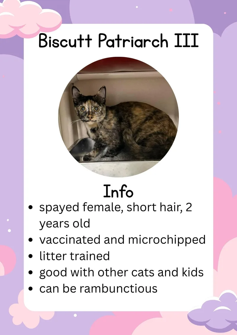 An adult medium-sized female Tortoiseshell Domestic Short Hair cat named Biscutt for adoption in Greensburg, IN