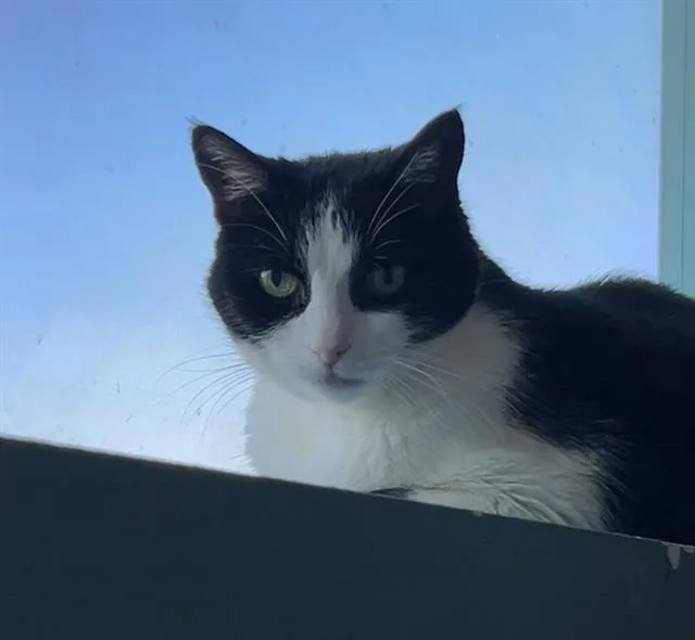 A senior medium-sized female Domestic Short Hair cat named Doris for adoption in Las Vegas, NV