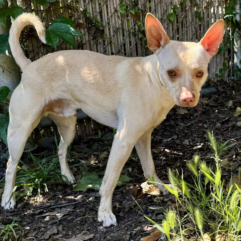 A young small-sized male Chihuahua dog named Chicken for adoption in Oakland, CA