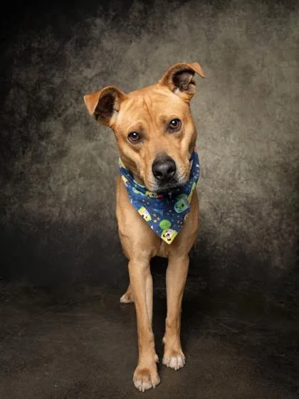 An adult large-sized male Mixed Breed dog named Patrick Paws for adoption in Atlanta, GA