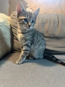 A baby small-sized male Domestic Short Hair cat named Butchie Boy for adoption in Gainesville, FL