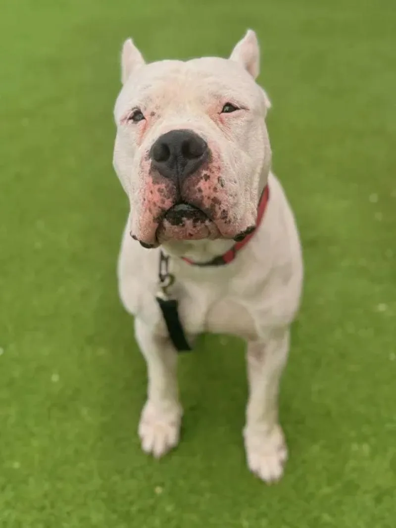 An adult large-sized male White / Cream Dogo Argentino dog named Kong for adoption in Fruit Heights, UT