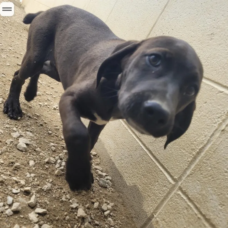 A baby medium-sized female Golden Labrador Retriever dog named Basil for adoption in Cumberland, RI