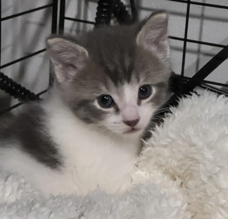A baby medium-sized male Black Domestic Short Hair cat named Luke for adoption in Port Washington, WI