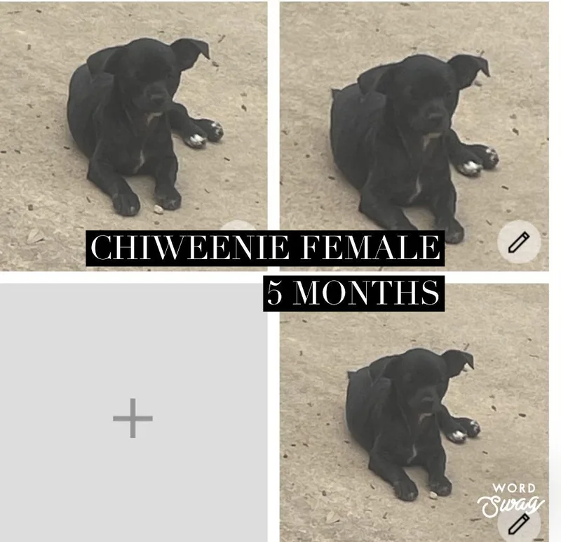 Chiweenie Female Months