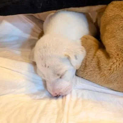 A baby small-sized male White / Cream Mixed Breed dog named Goose for adoption in Dover, AR