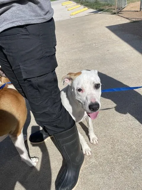 A young medium-sized female Pit Bull Terrier dog named Sardine for adoption in Killeen, TX
