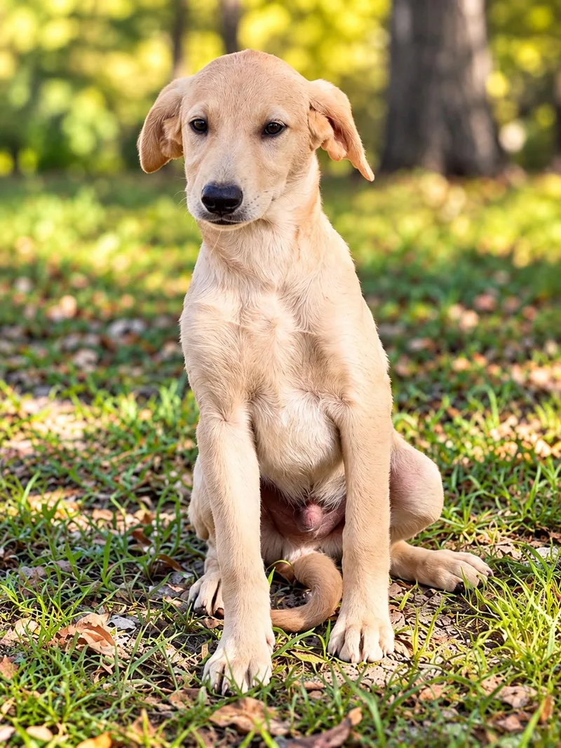 A young medium-sized male Golden Retriever dog named Bowie for adoption in Lucedale, MS