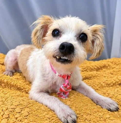 An adult small-sized male Maltese dog named Snuggle Roo for adoption in Foley, AL