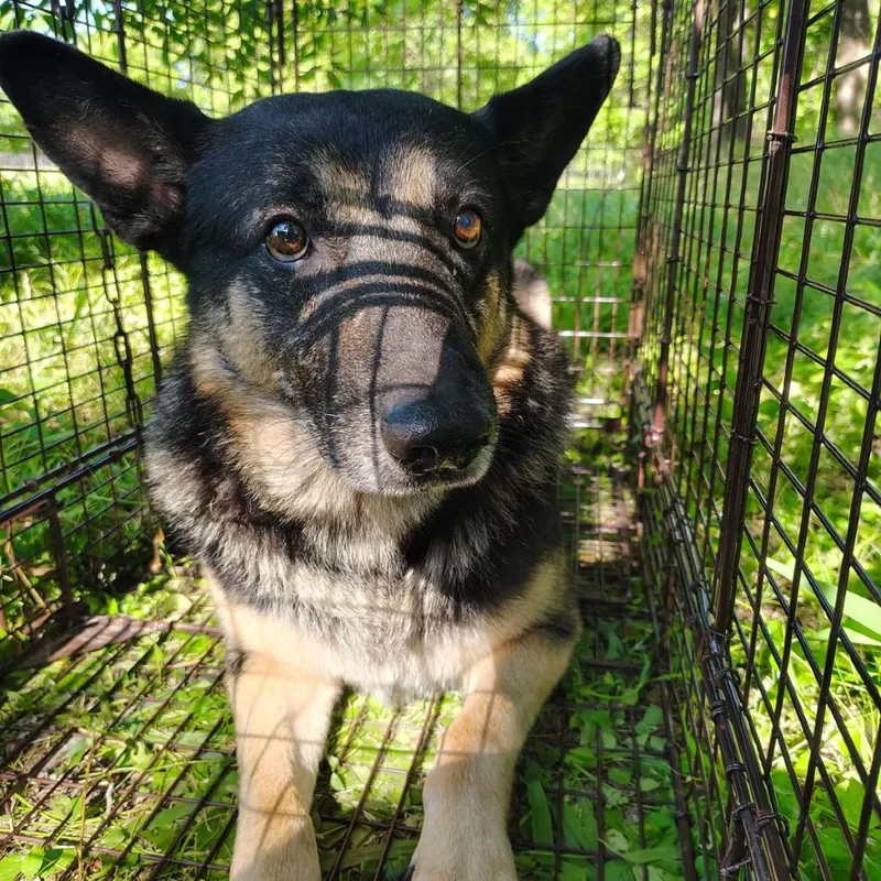 An adult extra large-sized male Black German Shepherd Dog dog named CSASStray for adoption in Springtown, TX
