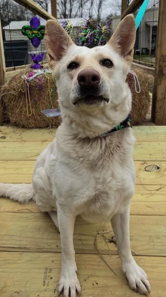 A senior medium-sized female Mixed Breed dog named Queen for adoption in Saint Francisville, LA