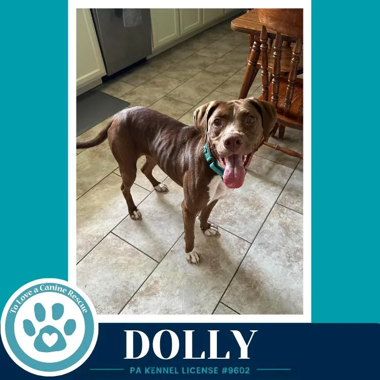 Dolly