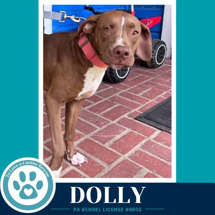 Dolly thumbnail 2