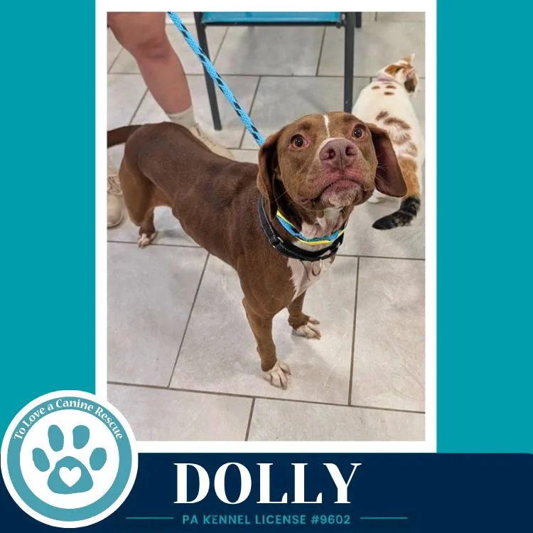 Dolly thumbnail 3