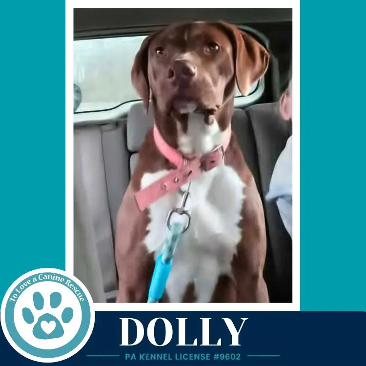 Dolly thumbnail 4
