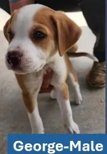 A young medium-sized male Apricot / Beige Yellow Labrador Retriever dog named George Americana Litter for adoption in Sheboygan, WI