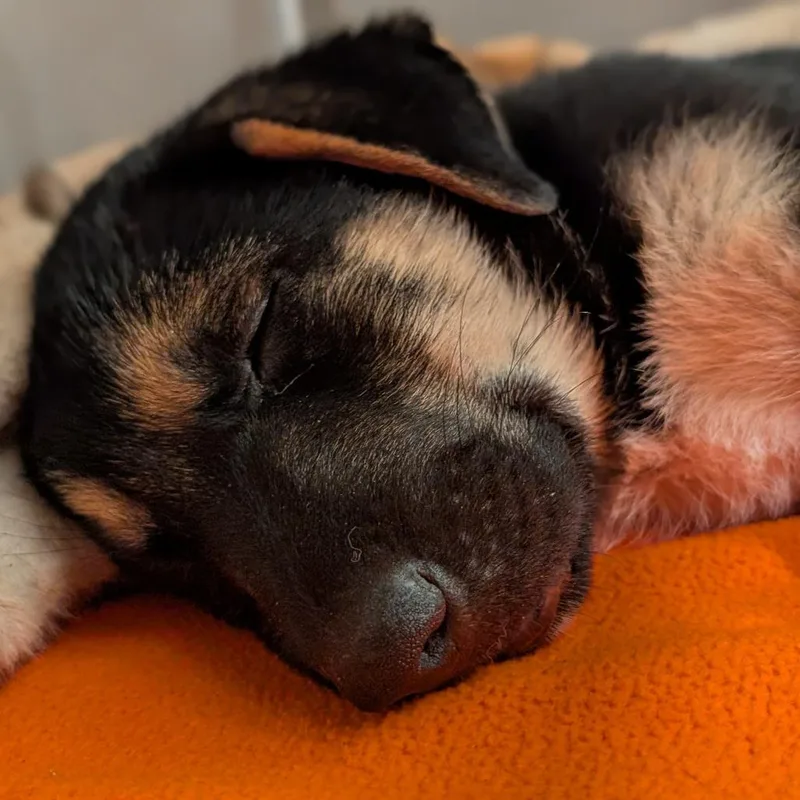 A baby small-sized male German Shepherd Dog dog named Ranger for adoption in Asheville, NC