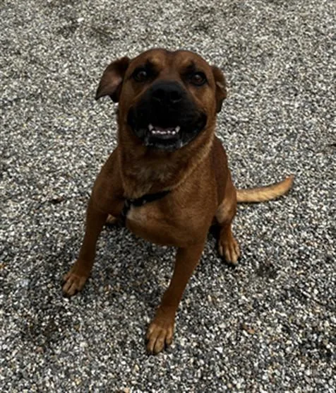 A young large-sized male American Staffordshire Terrier dog named Roger for adoption in Lincolnton, NC