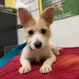 A baby small-sized male White / Cream Jack Russell Terrier dog named Archie for adoption in St. Augustine, FL