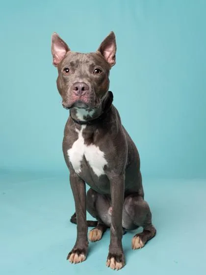 An adult large-sized male Pit Bull Terrier dog named Ricco for adoption in Atlanta, GA