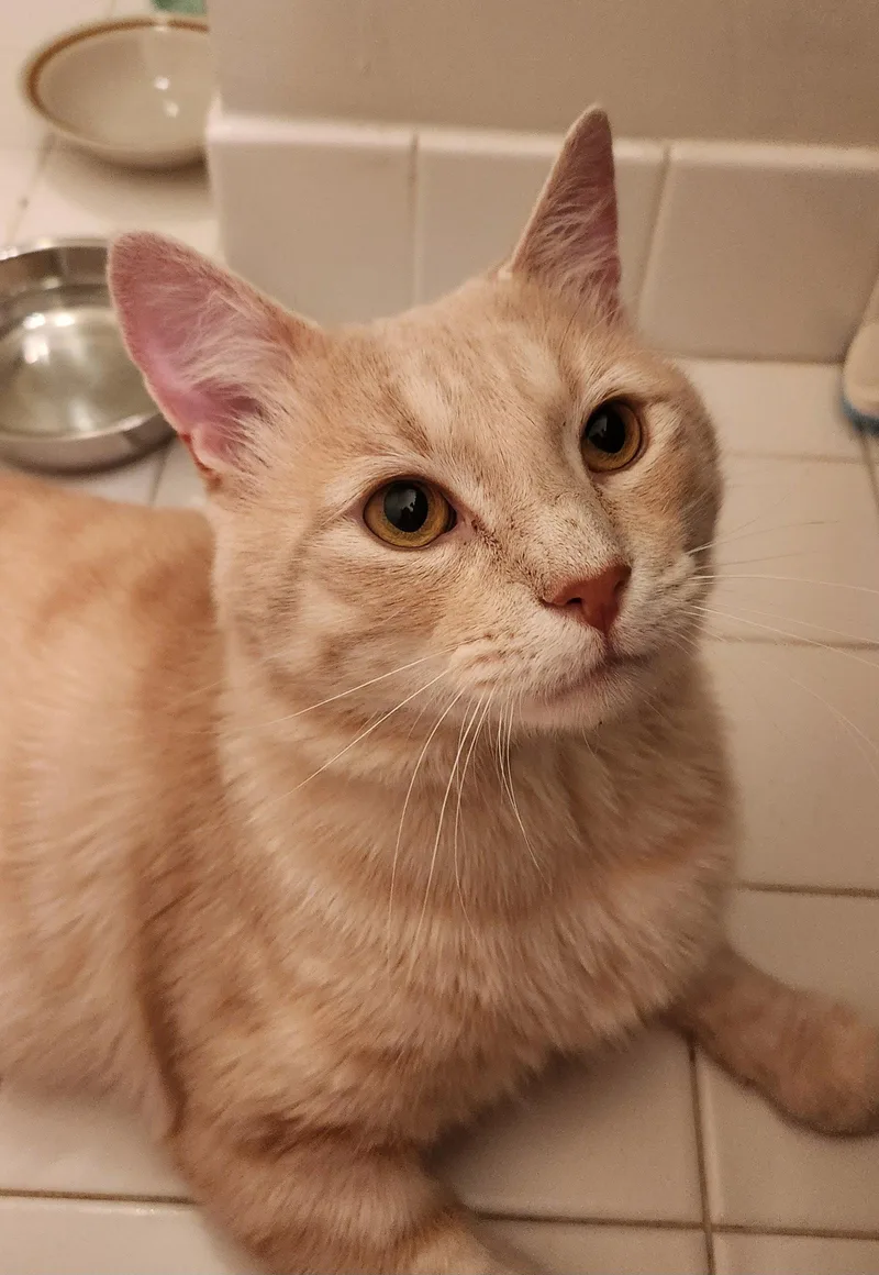 An adult large-sized male Orange / Red Domestic Short Hair cat named Professor Pumpkin Paws for adoption in Trenton, NJ