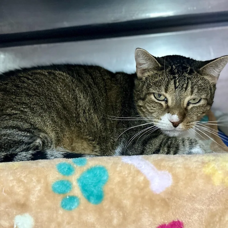 An adult large-sized male Brown / Chocolate Domestic Short Hair cat named Mystery Loaf for adoption in Austin, TX