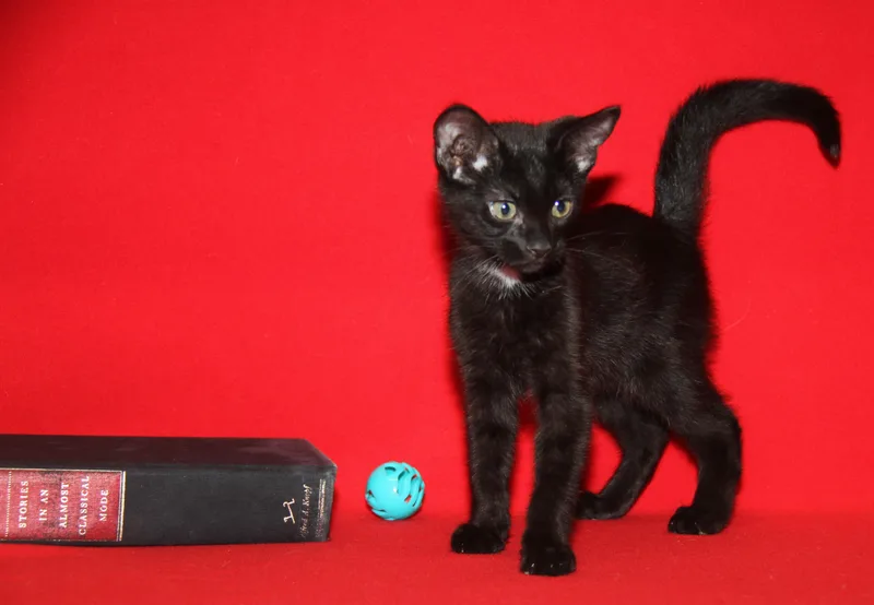 Crockpot Meatballs thumbnail 2