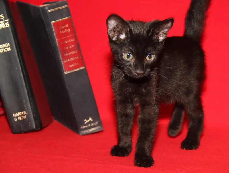 Crockpot Meatballs thumbnail 3