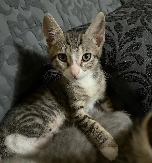 A baby small-sized male Domestic Short Hair cat named Oliver for adoption in Sacramento, CA
