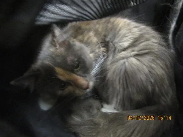 An adult medium-sized female Domestic Medium Hair cat named Koda for adoption in Marietta, GA