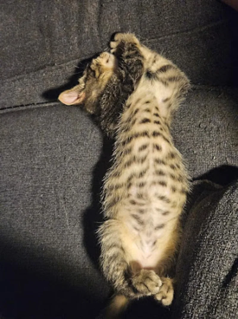 Sebastian thumbnail 2