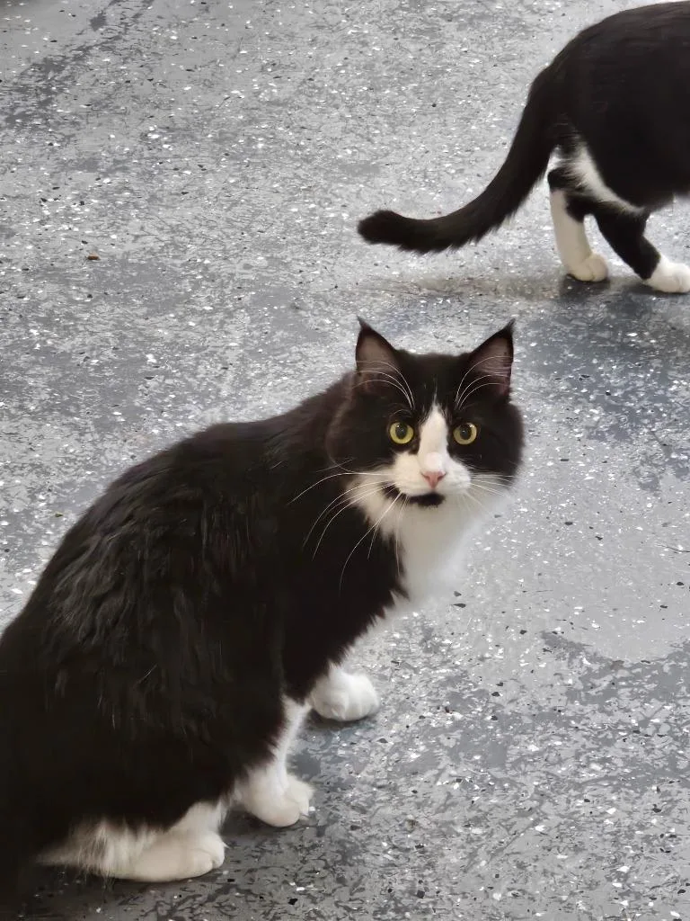 Francisco thumbnail 4