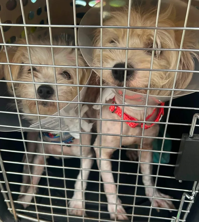 A young small-sized female Yellow / Tan / Blond / Fawn Maltese dog named Henrietta and Hermes for adoption in Oak Ridge, NJ
