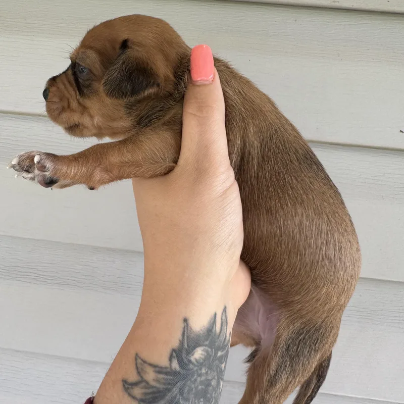 Clementine thumbnail 3