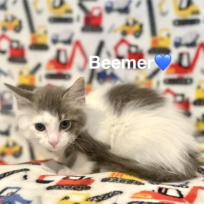 A baby small-sized male White Domestic Medium Hair cat named Beemer for adoption in Peachtree City, GA