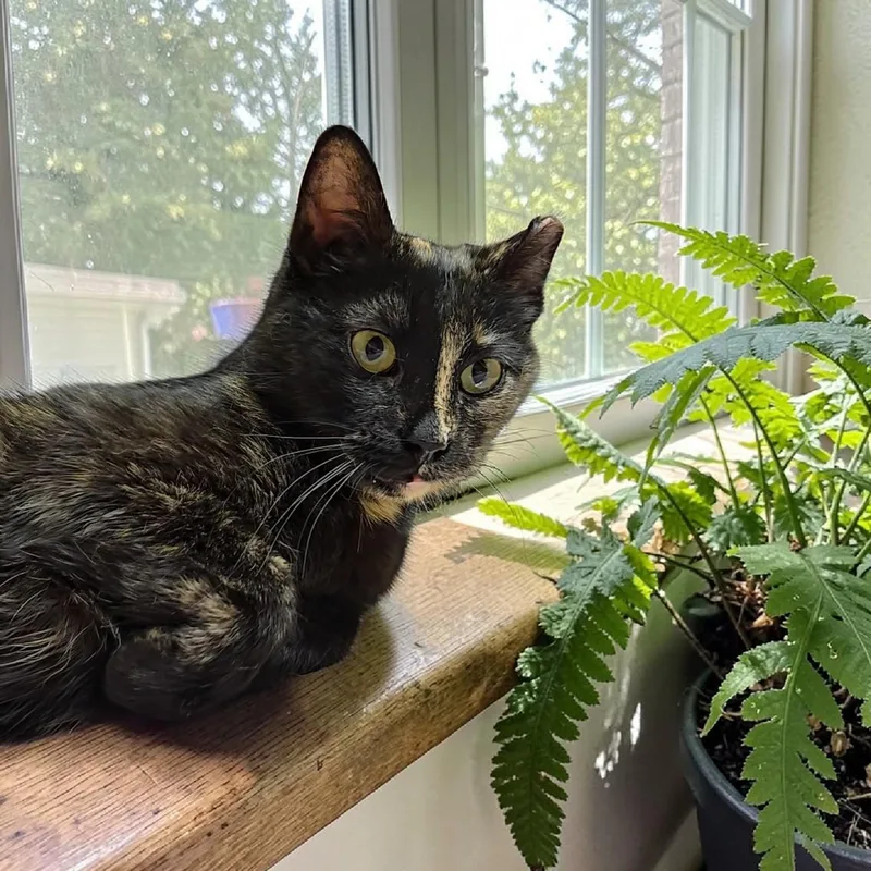 Zoey