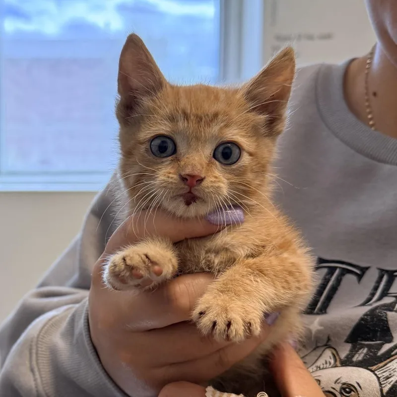 A baby small-sized male Domestic Short Hair cat named Dax for adoption in Rifle, CO