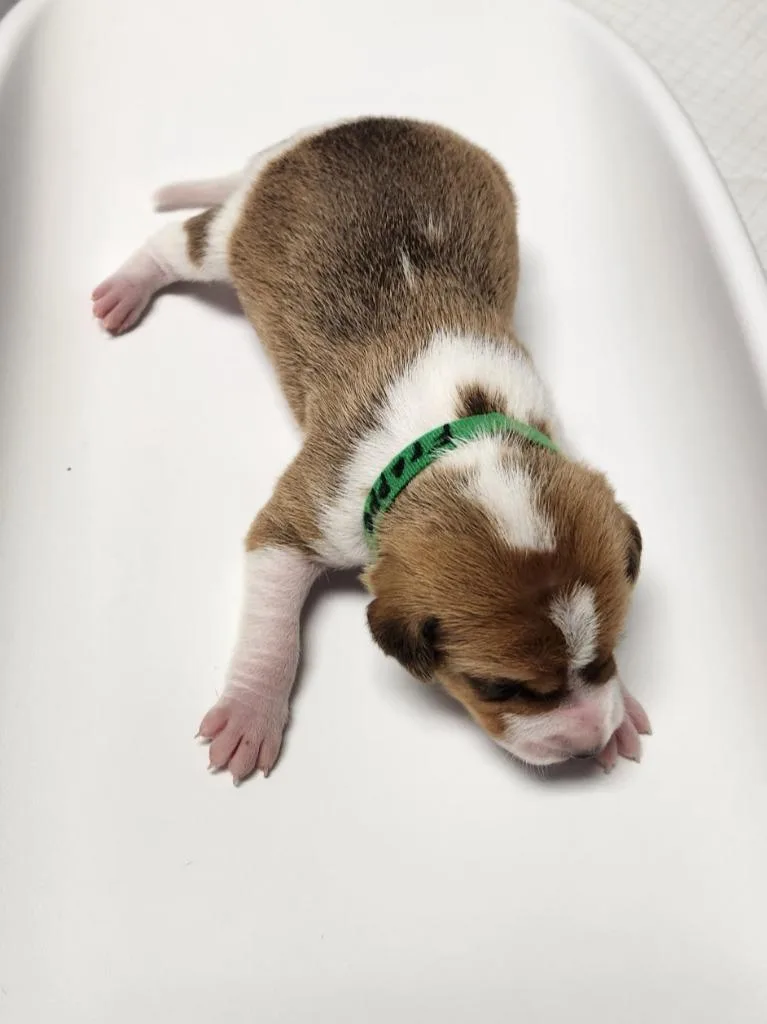 A baby small-sized male Hound dog named Frappe for adoption in Wabash, IN