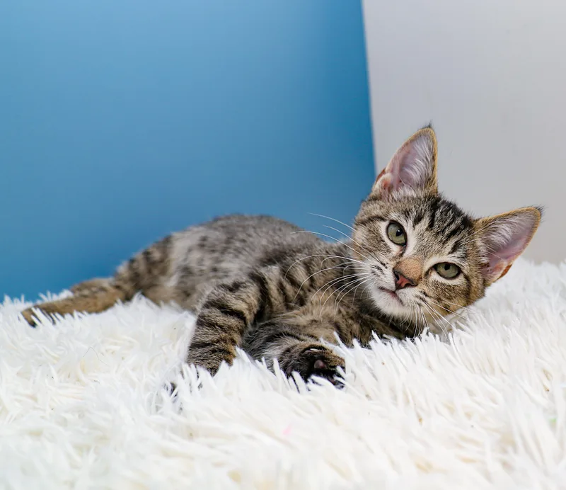 A baby small-sized female Tabby (Brown / Chocolate) Domestic Short Hair cat named Rain for adoption in Charlotte, NC