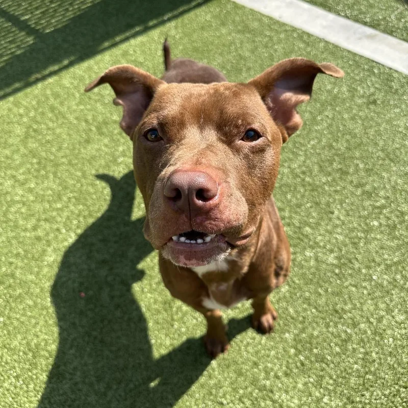 Bubblegum thumbnail 2