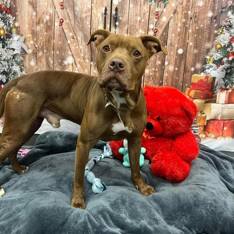 Bubblegum thumbnail 3