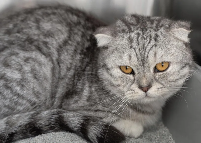 An adult medium-sized male Scottish Fold cat named Finn for adoption in Buford, GA