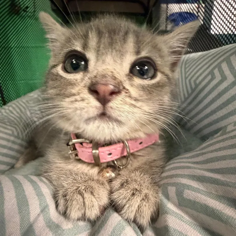 A baby small-sized female Gray / Blue / Silver Domestic Short Hair cat named Peanut for adoption in Philadelphia, PA