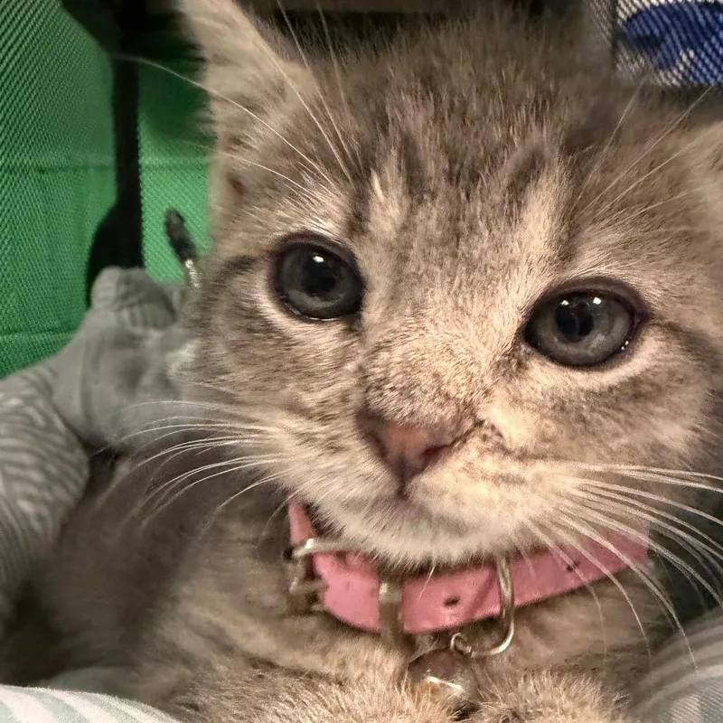 Peanut thumbnail 2