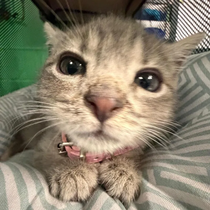 Peanut thumbnail 3
