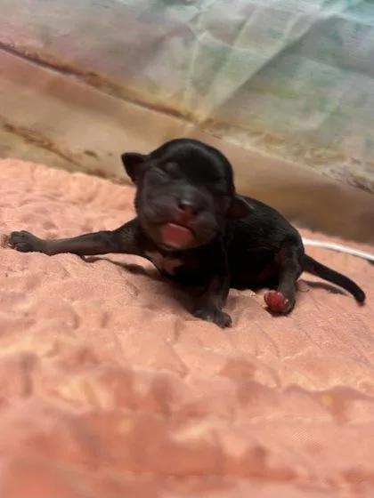 A baby small-sized male Terrier dog named Bonito for adoption in San Antonio, TX