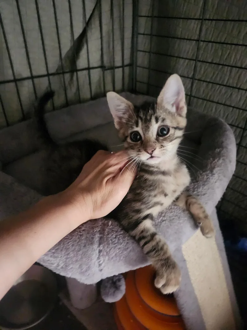 A baby small-sized female Brown / Chocolate Domestic Short Hair cat named Opal for adoption in La Jolla, CA