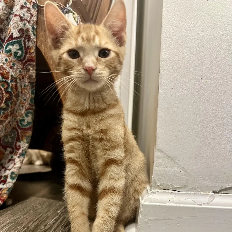 A baby small-sized male Tabby (Orange / Red) Domestic Short Hair cat named Favor for adoption in Richmond, VA