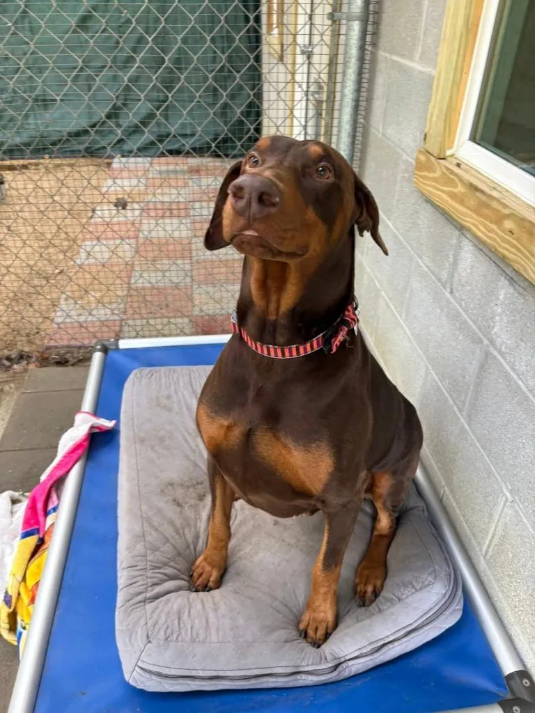 An adult large-sized male Doberman Pinscher dog named Kobe for adoption in Hampton, VA